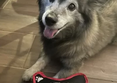 Affordable Dog Grooming