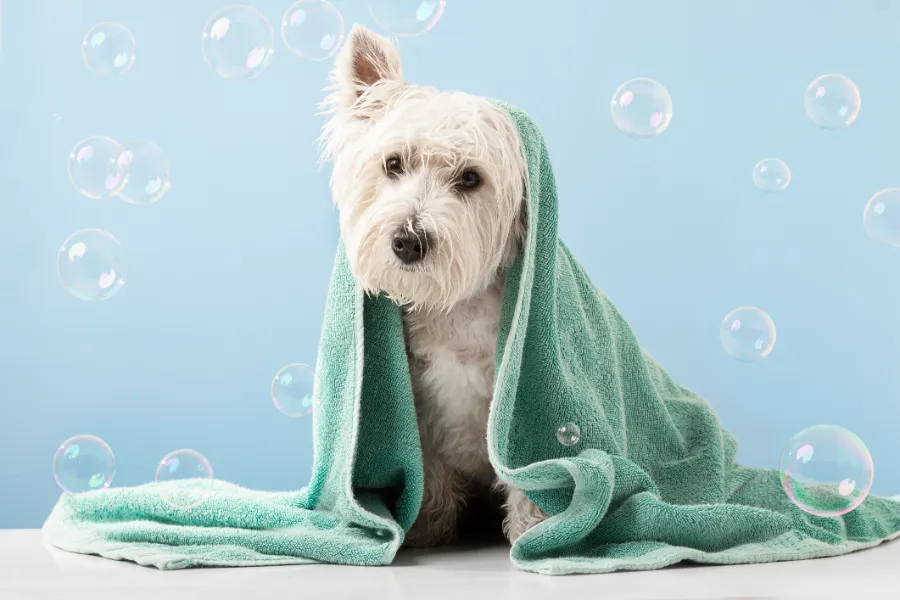 Common Mistakes to Avoid When Bathing Your Dog Las Vegas, NV