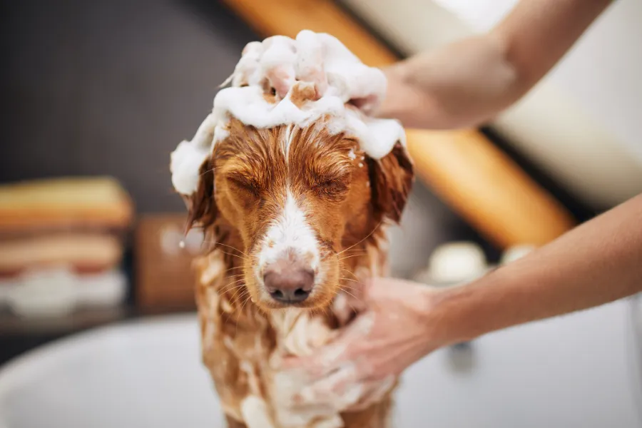 Common Mistakes to Avoid When Bathing Your Dog in Las Vegas, NV
