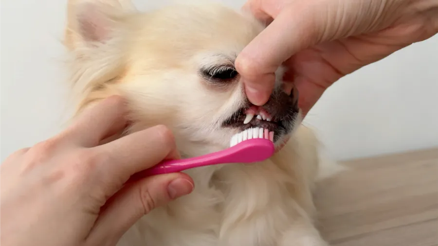 Dog Teeth Cleaning Signs That Indicate Immediate Care Las Vegas, NV Dog Teeth Cleaning Signs That Indicate Immediate Care Las Vegas, NV