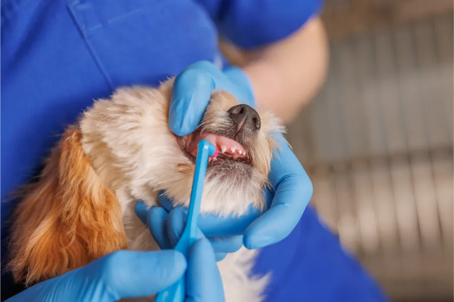 Dog Teeth Cleaning Signs That Indicate Immediate Care in Las Vegas, NV Dog Teeth Cleaning Signs That Indicate Immediate Care in Las Vegas, NV