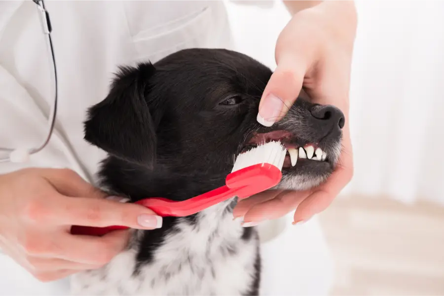 Dog Teeth Cleaning