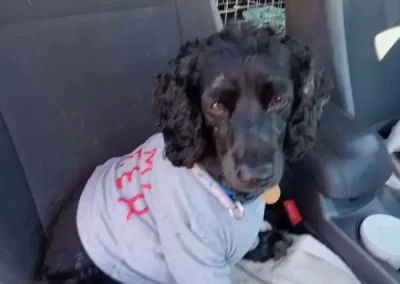 Excellent Pet Grooming