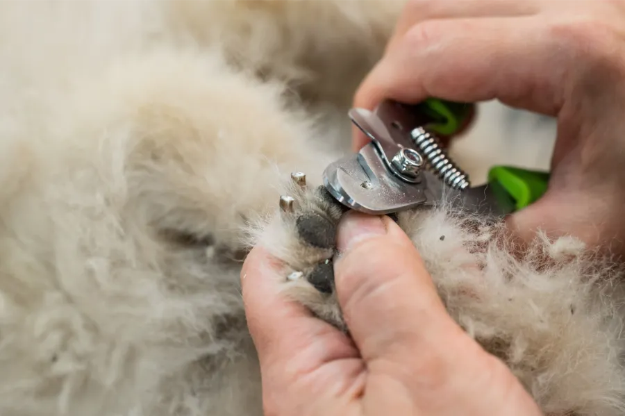 Expert Insights on Choosing Dog Nail Trimming Services Las Vegas, NV