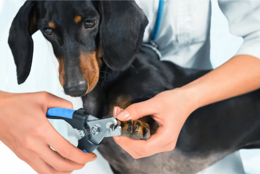 Expert Insights on Choosing Dog Nail Trimming Services in Las Vegas, NV