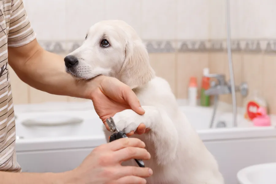 How to Safely Trim Your Dog’s Nails Without Stress Las Vegas, NV