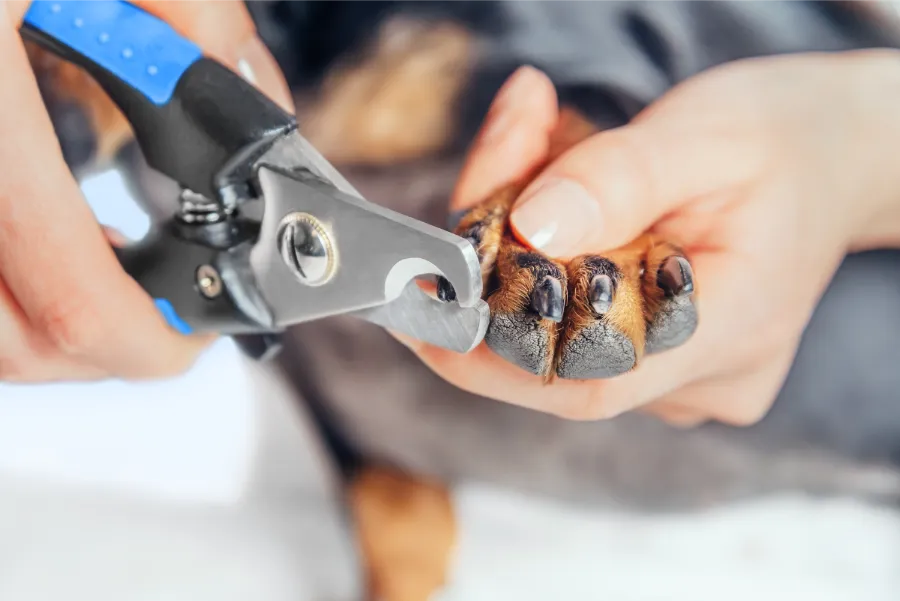 How to Safely Trim Your Dog’s Nails Without Stress in Las Vegas, NV