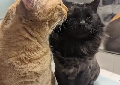 Outstanding Cat Grooming