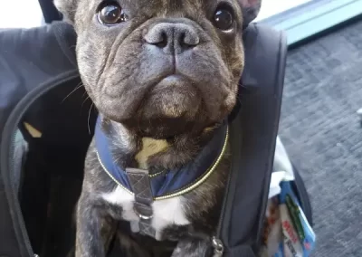 Professional Pet Groomer