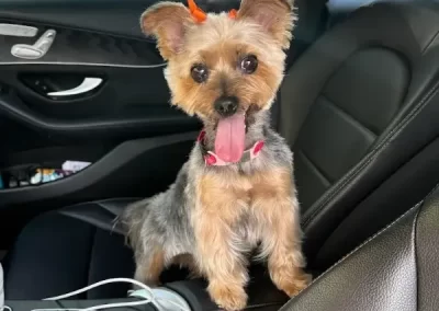 Professional Pet Groomer