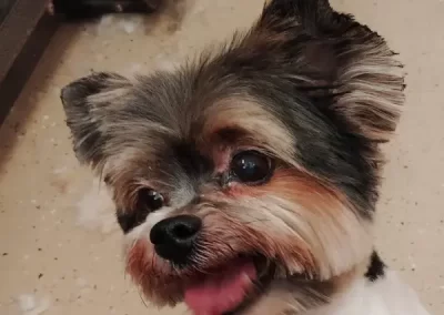 Professional Pet Groomer