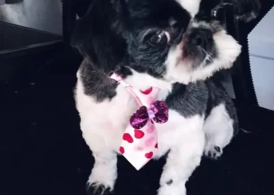 Professional Pet Groomer