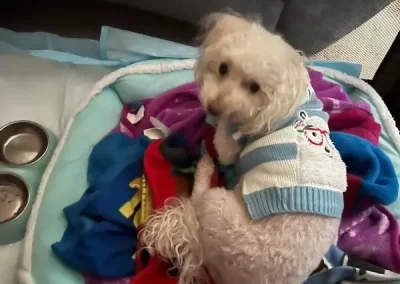 Professional Pet Groomer