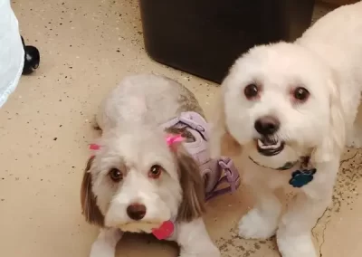 Professional Pet Groomer