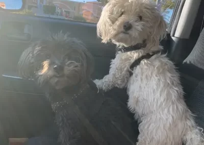 Professional Pet Groomer