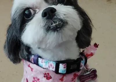 Professional Pet Groomer