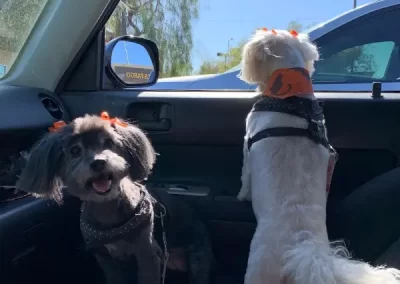 Professional Pet Groomer