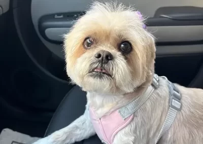 Professional Pet Groomer