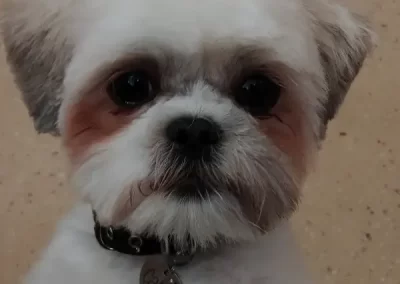 Professional Pet Groomer