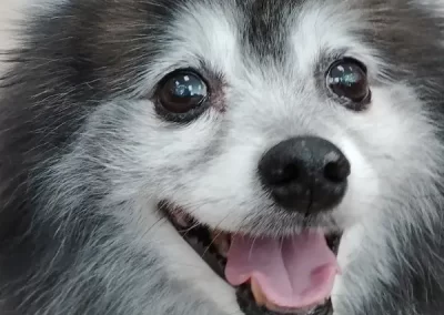 Professional Pet Groomer