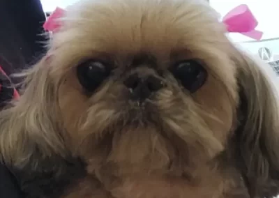 Professional Pet Groomer