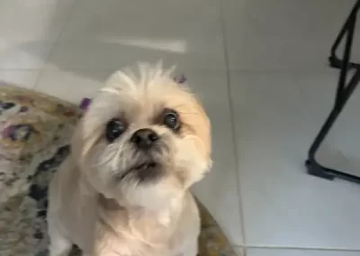 Professional Pet Groomer