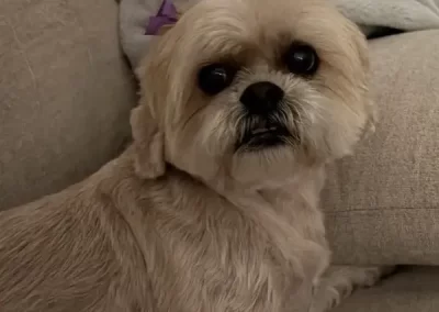 Professional Pet Groomer