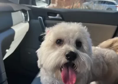 Professional Pet Groomer