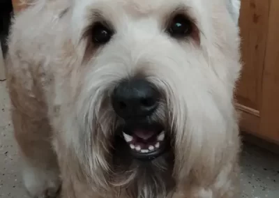 Professional Pet Groomer