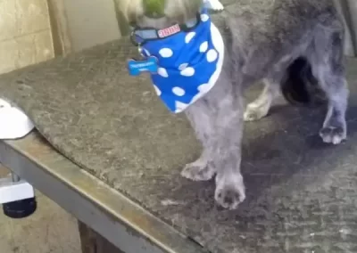 Professional Pet Groomer