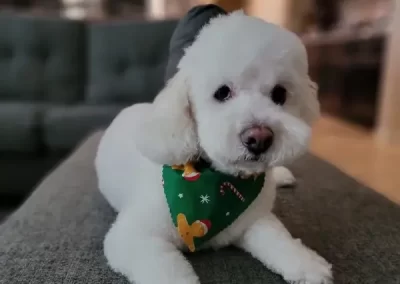 Professional Pet Groomer