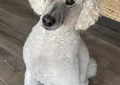 Professional Pet Groomer