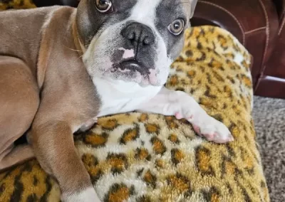 Professional Pet Groomer