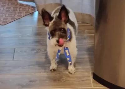 Professional Pet Groomer