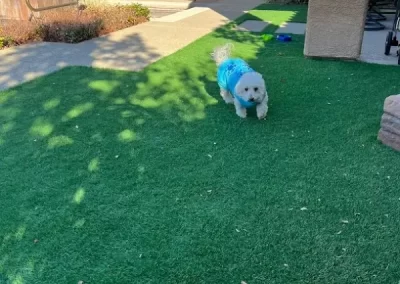 Professional Pet Groomer