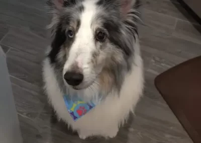 Professional Pet Groomer