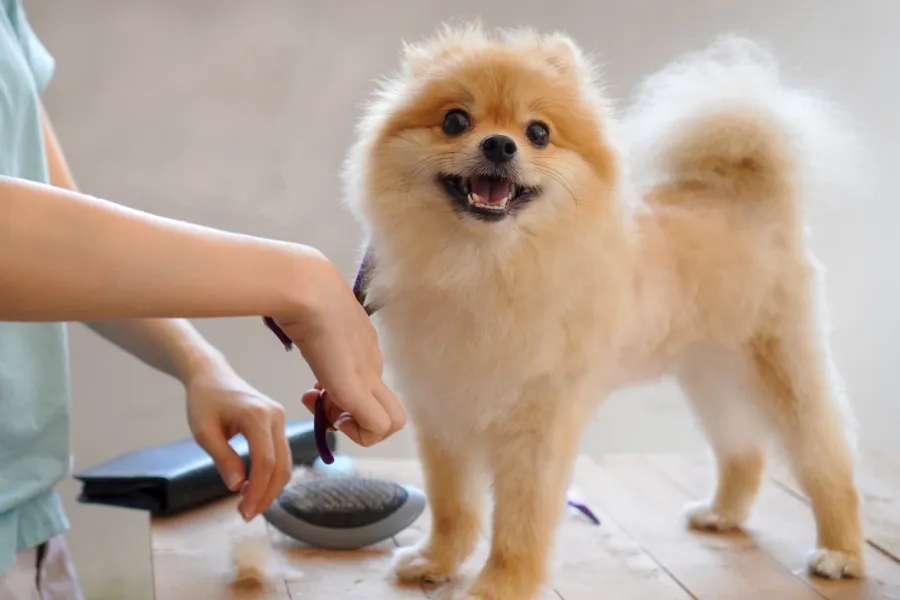 Puppy Grooming Tips to Reduce Shedding at Home Las Vegas, NV