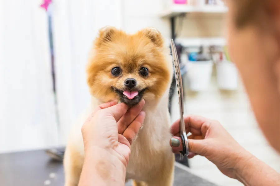 Puppy Grooming Tips to Reduce Shedding at Home in Las Vegas, NV