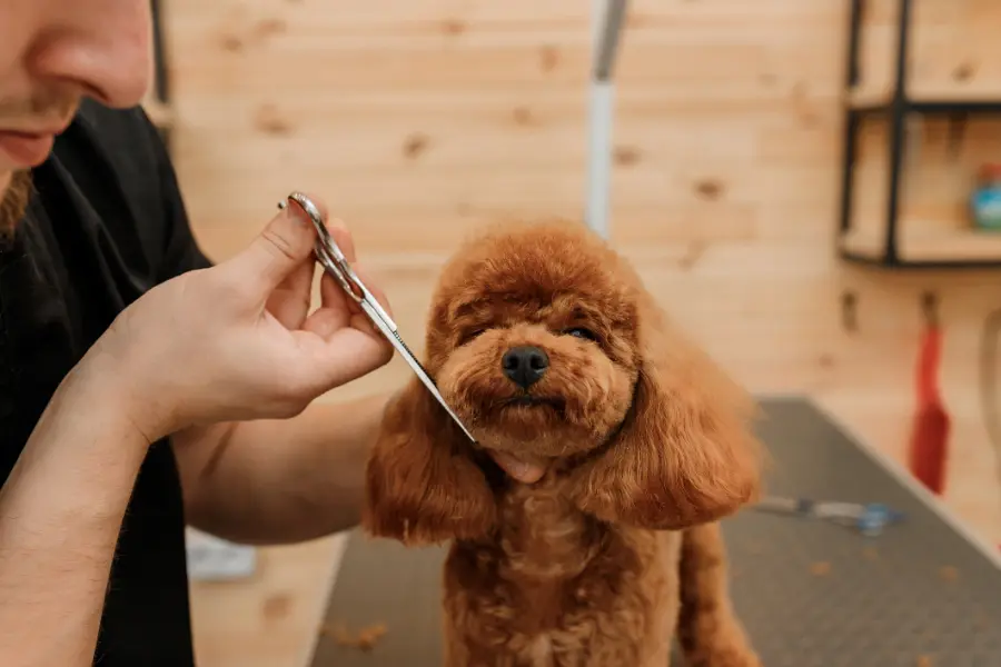 Puppy Grooming