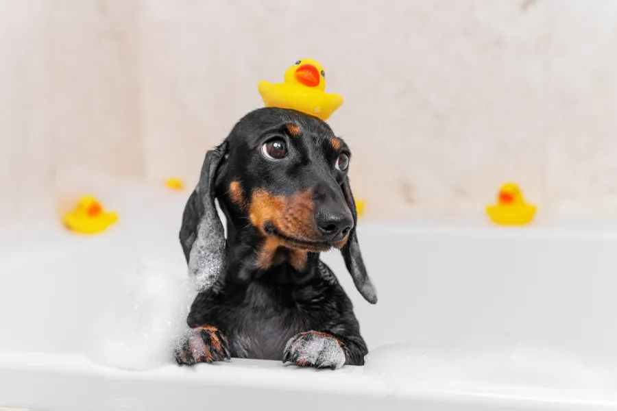 The Role of Dog Bathing in Preventing Infections Las Vegas, NV