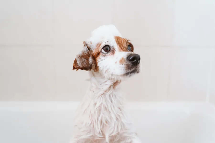 The Role of Dog Bathing in Preventing Infections in Las Vegas, NV
