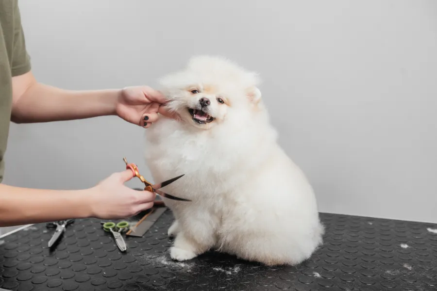 When to Start Puppy Grooming for Long Term Comfort Las Vegas, NV