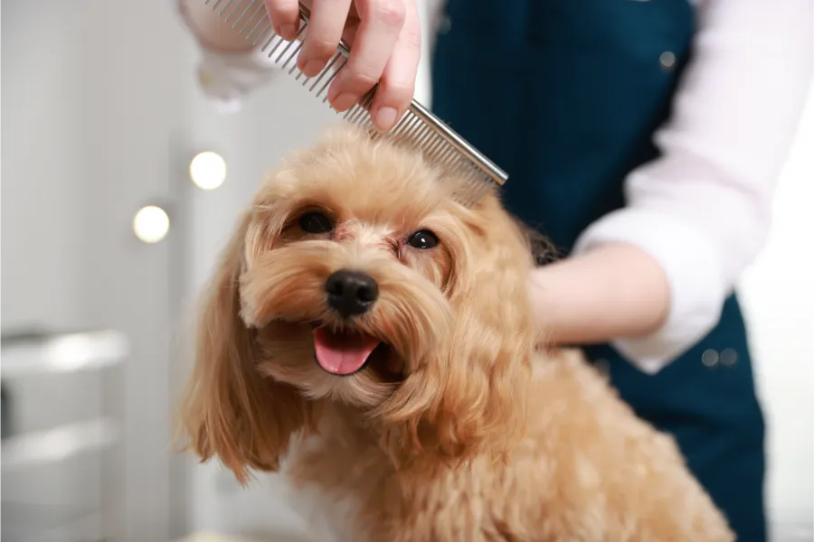 When to Start Puppy Grooming for Long Term Comfort in Las Vegas, NV