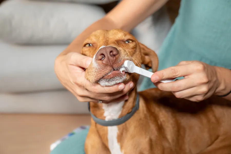 Why Regular Dog Teeth Cleaning Supports Overall Health Las Vegas, NV