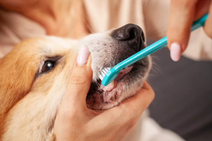 Why Regular Dog Teeth Cleaning Supports Overall Health in Las Vegas, NV