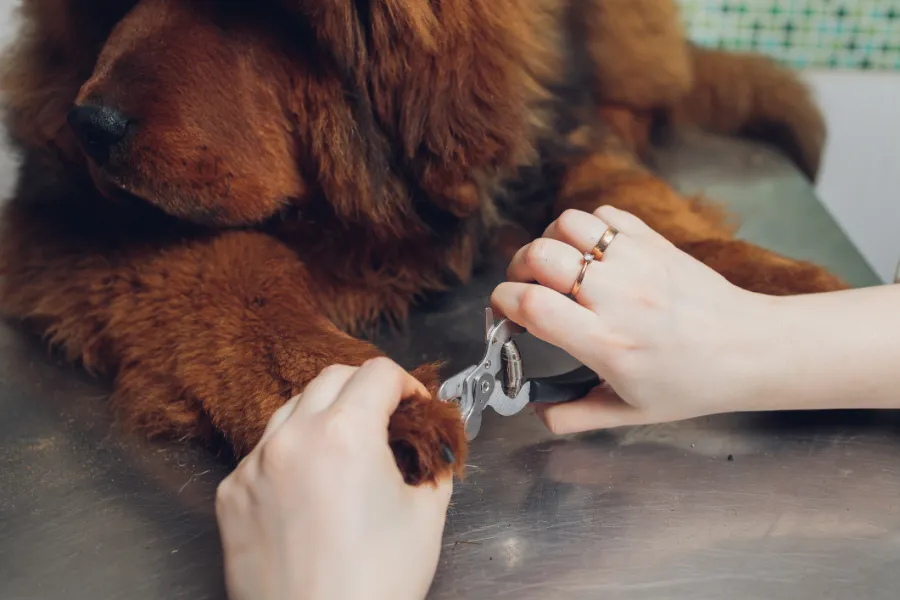 Affordable Dog Nail Trimming in Las Vegas, NV