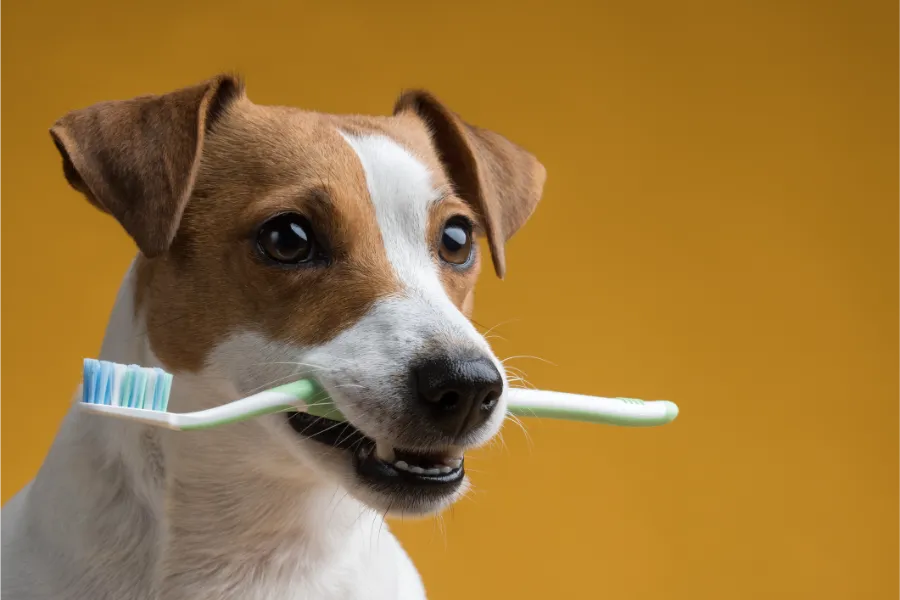 Affordable Dog Teeth Cleaning in Las Vegas, NV