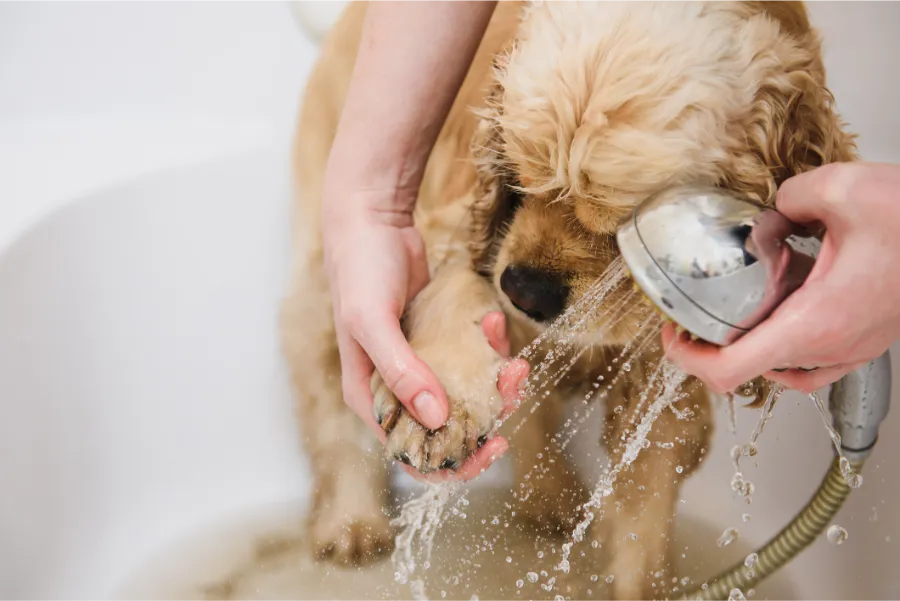Excellent Dog Bathing in Las Vegas, NV