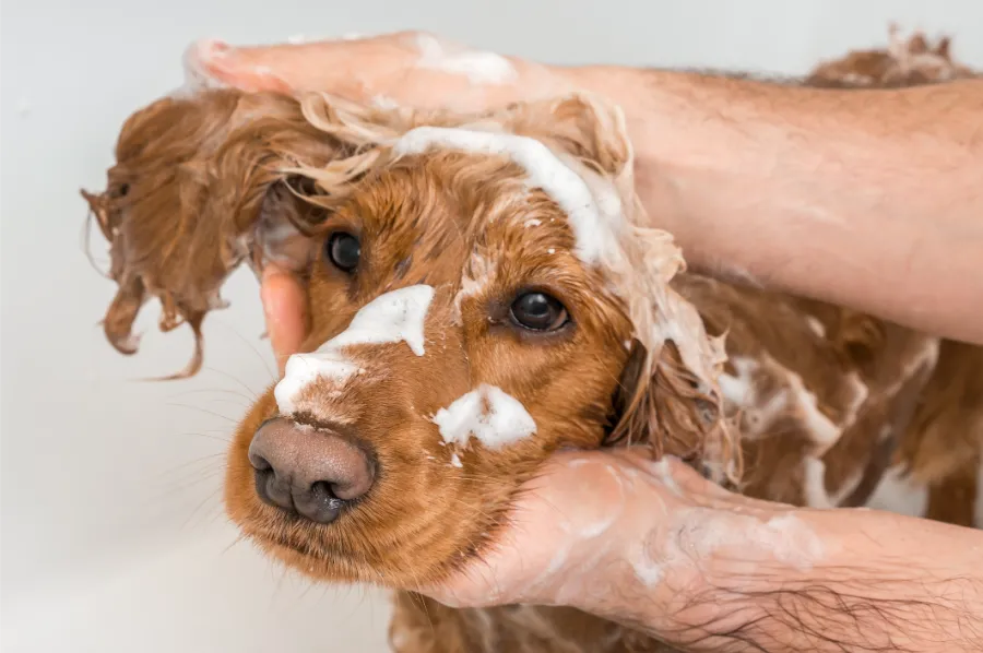 Outstanding Dog Bathing in Las Vegas, NV