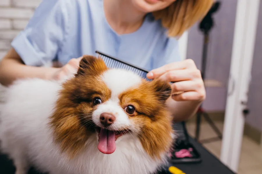 Outstanding Puppy Grooming in Las Vegas, NV